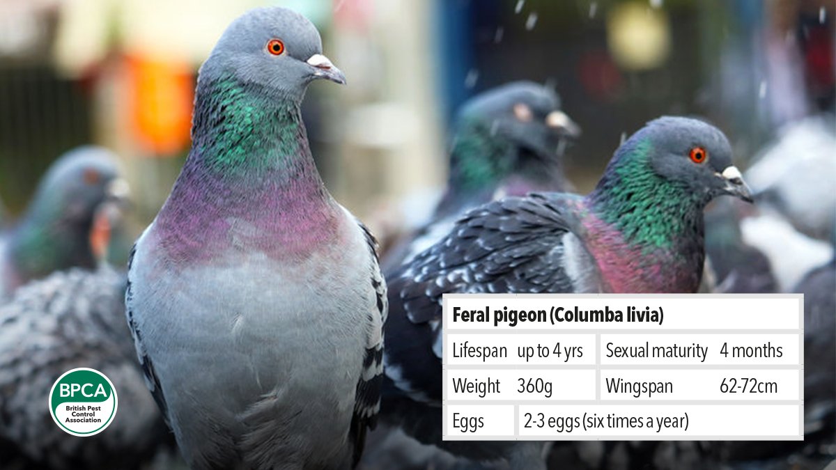 Controlling and managing pest Feral pigeon Columba livia Controlling and managing pest Feral pigeon Columba livia